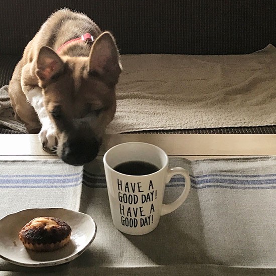 おやつの匂いに惹かれてクンクン。鉄壁の警戒心も食欲には勝てない