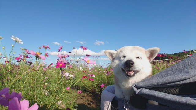 花畑とククリちゃん（提供：くーさんママさん）