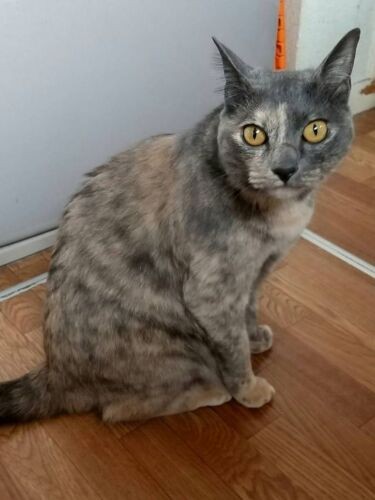 4歳のメイちゃん。そらくんが興奮するため、次男の部屋で暮らすように。「そらがいなくなり、急に子猫がきて驚いたかな？」次男がいなくなってさみしいだろうと、岸さんは夜はメイちゃんと寝ているそうです（岸さん提供）