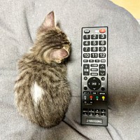 生後1カ月半、テレビのリモコンと同じくらい成長したにものちゃん（画像提供：にものちゃんねる【保護猫日記】さん）