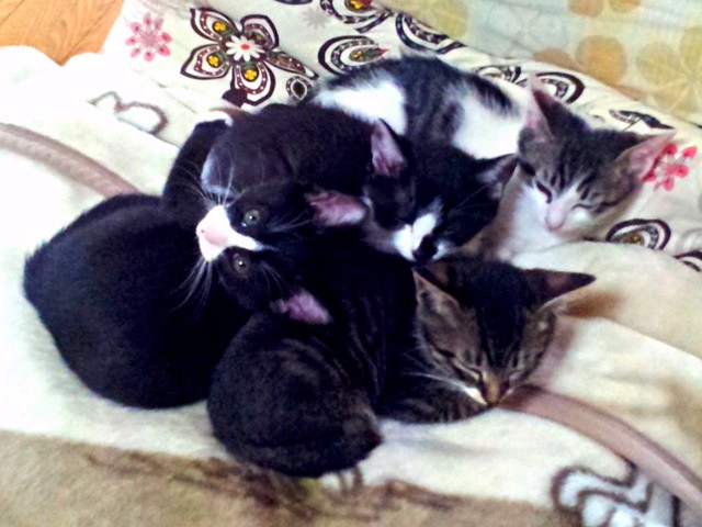 2012年11月、初めて一緒に冬を迎えた4猫きょうだい（画像提供：信さん）