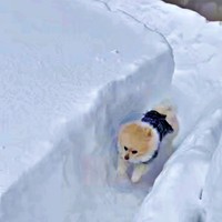 2年ぶり！ 無限ドッグランのスタート地点に立ったアポさん（画像提供：APO（ポメラニアン）さん）