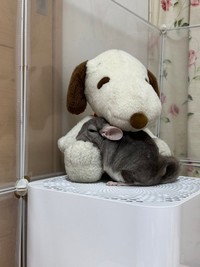 【アフター写真】現在のちゅちゅちゃんの寝姿（提供：ちゅちゅさん）