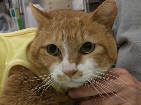 薬品をかけられ虐待？脇腹にやけどを負った猫「マイケル」　保護され治療を続ける日々