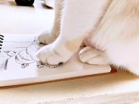 kaoruさんが描く絵の上に乗るルールーちゃん（画像提供：kaoruさん）