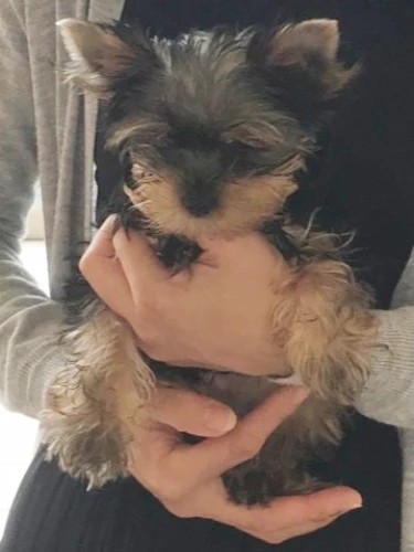 家にきたころの「琥珀」