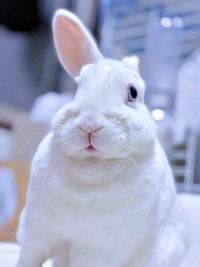 「ぼく、うさぎです」 正体を明らかにしたアイスくん（画像提供：アイス 主：みみさん）