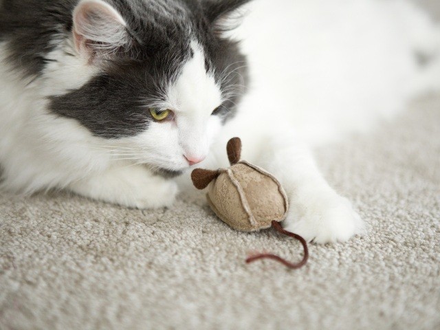 猫が お土産 を家に持ち込む それは家族への愛情表現かも 叱らないであげて 犬 猫との幸せな暮らしのためのペット情報サイト Sippo