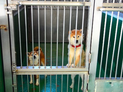 「飼い主見つけたい」　高知県が犬猫の譲渡ボランティア