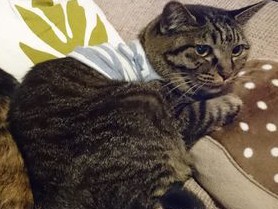 嫌がる猫に飲み薬　なぜ必要か「言って聞かせる」のがコツ？！