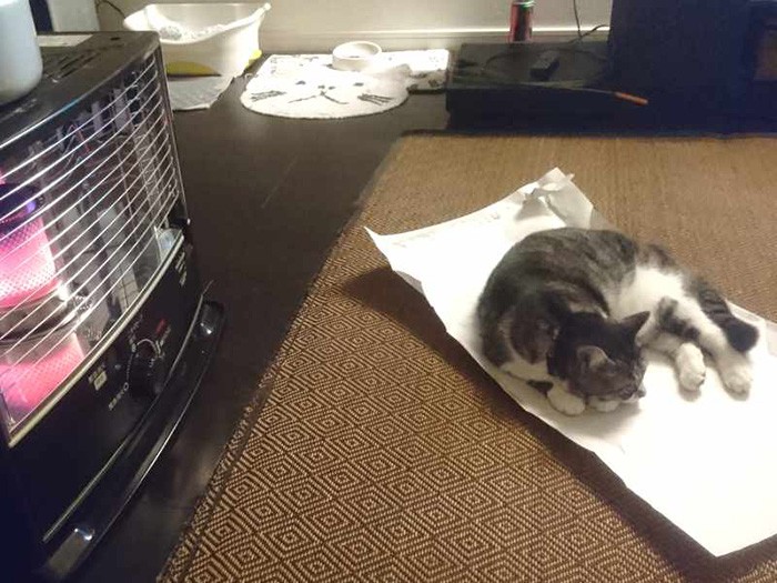 ストーブの前が大好きなＫちゃん