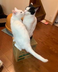 鼻キッス？違います。ダンボール箱の上の取り合い
