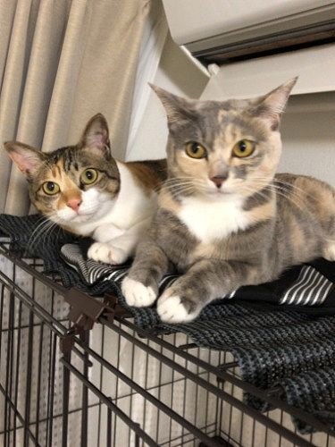 はっぴーの姉妹猫あいちゃん（エレナ）とのぞみん（ソフィ）。仲良く一緒に暮らしています