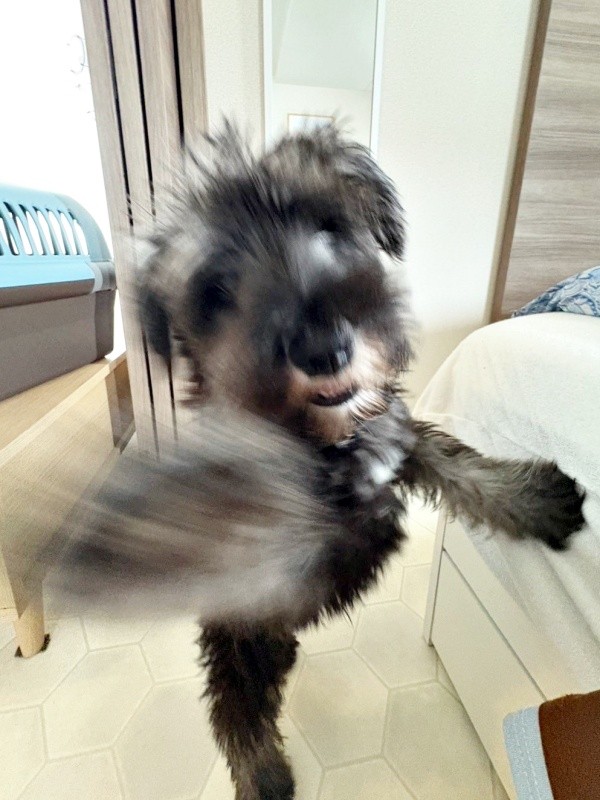 華麗な右フックのショットが人気を集めたセブンくん（画像提供：セブン@シュナウザーさん）