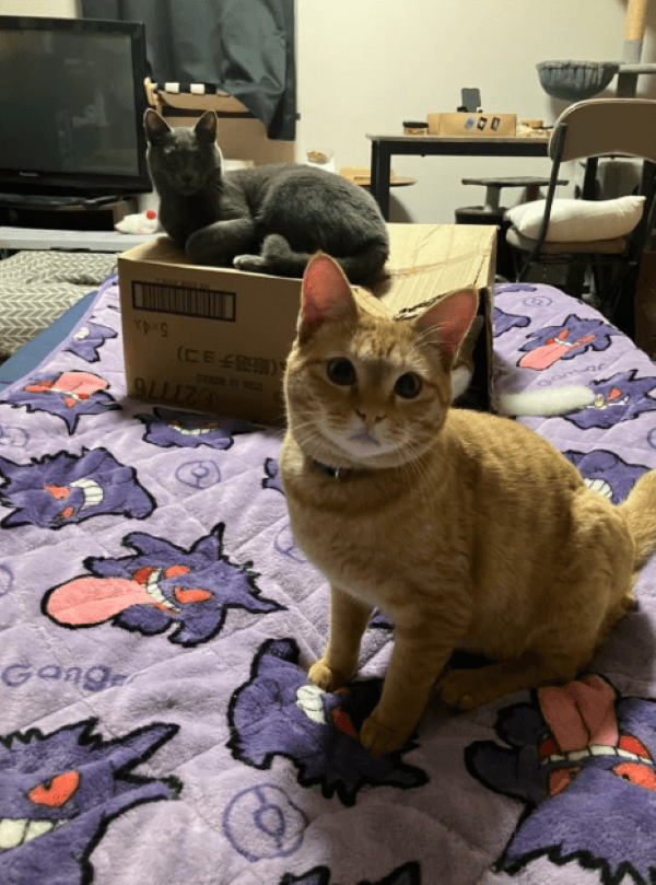5月の、まだ通れていたころのレモンくん 画像提供：5匹の猫