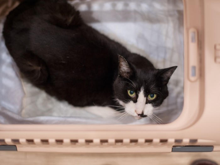 「僕も楽器のケースで運んでくれない？」（小林写函撮影）