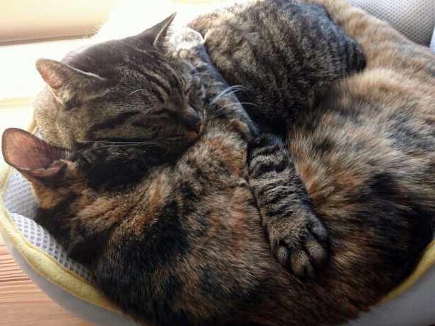 愛猫のダイエットの効果　がっついて食べることがなくなった！