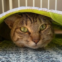 かくれんぼ＝chobihigenekoさん提供
