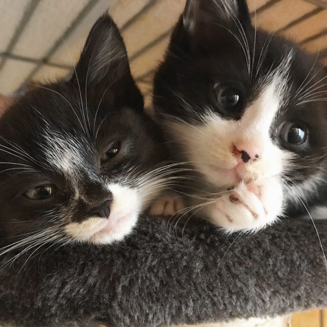 子猫だった２匹、ずっと一緒だにゃ