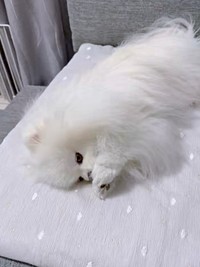 ゴロンと寝そべって両前足に口を近づけるおもちちゃん（画像提供：ポメラニアンのおもちさん）