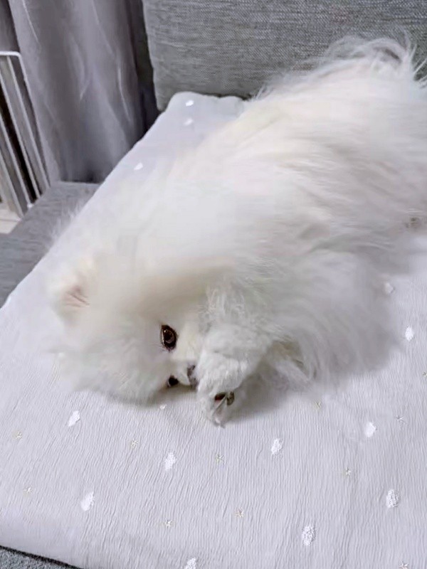 ゴロンと寝そべって両前足に口を近づけるおもちちゃん（画像提供：ポメラニアンのおもちさん）