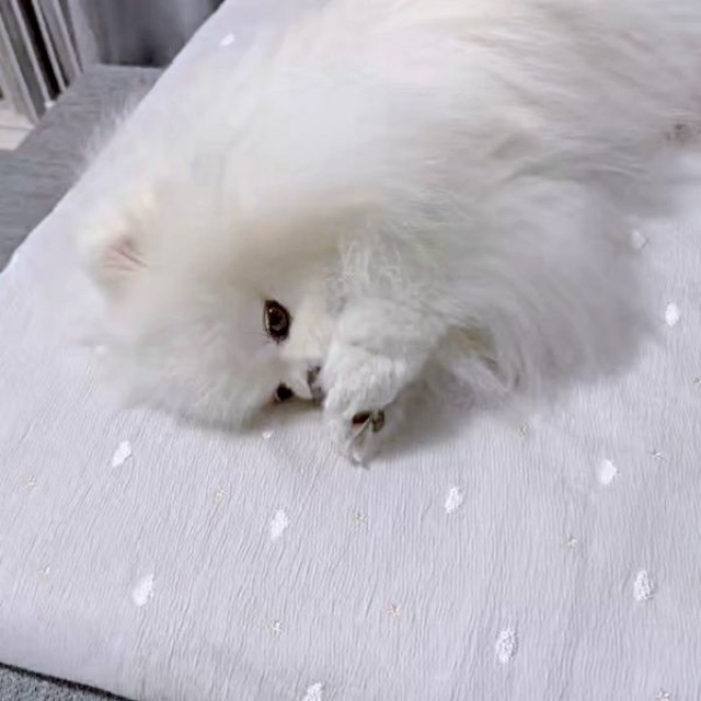 ゴロンと寝そべって両前足に口を近づけるおもちちゃん（画像提供：ポメラニアンのおもちさん）