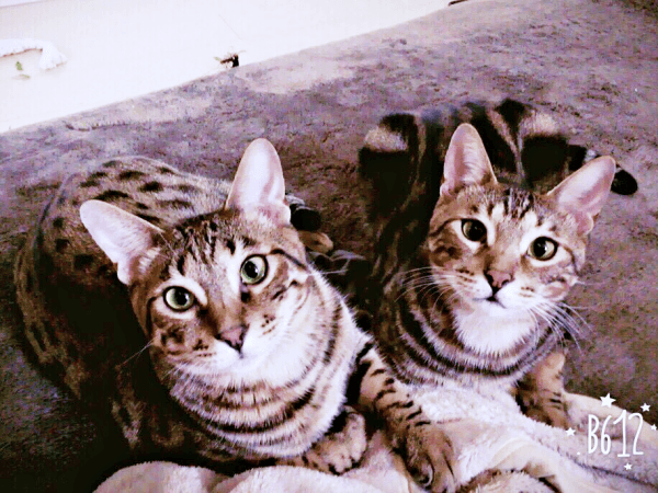 飼い主さんをじーっと見つめる（左から）はらみさんとかるびさん（画像提供：べじたりあん。）