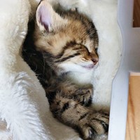 布団に包まれて眠るちびすけくん（画像提供：あるくきくらげさん）