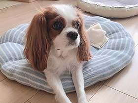 ハーブパックで自慢の被毛もツルサラ～　キャバリア「マルコ」