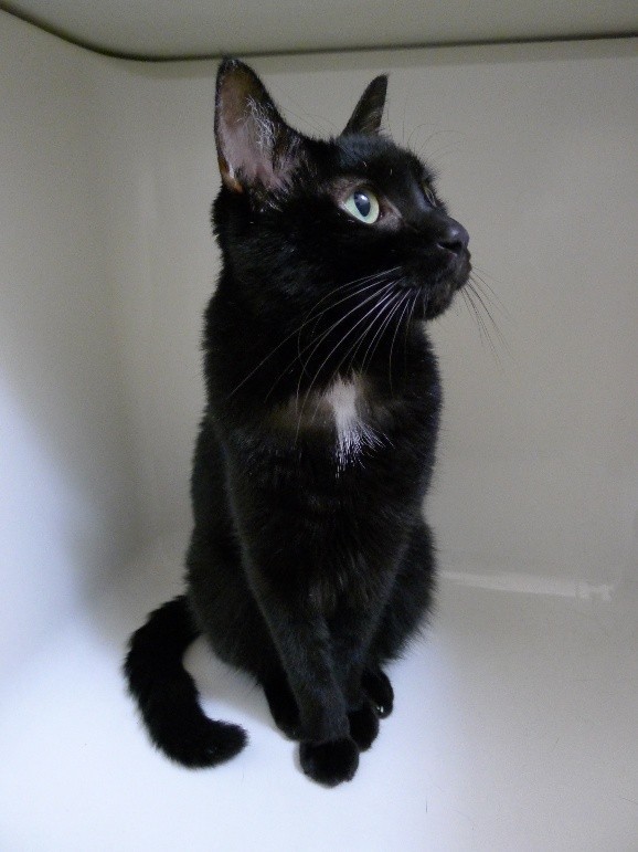 処方薬は苦く、そのまま与えると泡を吐いてしまった