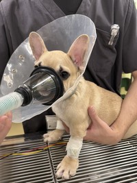 これから、生まれつき心臓に病気があるフレンチブルドックの去勢手術です。