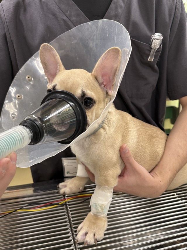 これから、生まれつき心臓に病気があるフレンチブルドックの去勢手術です。