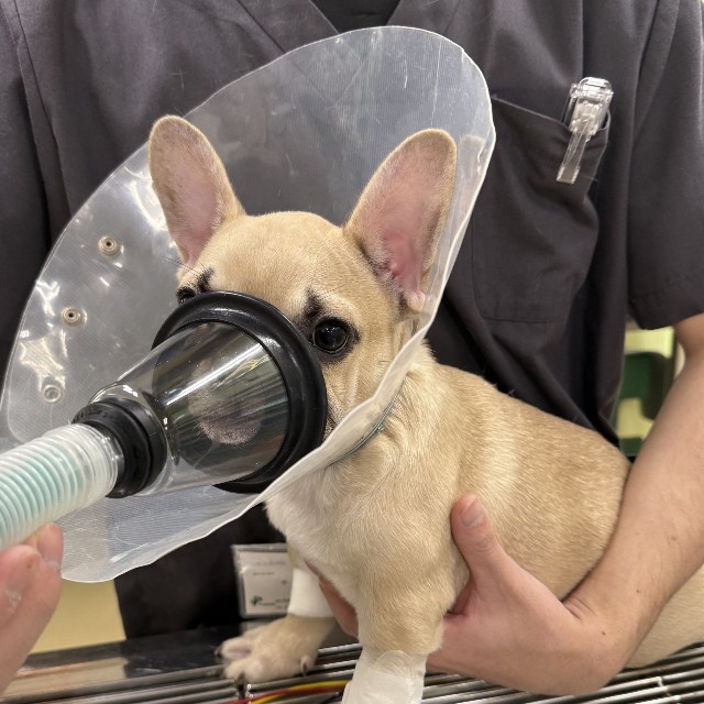 これから、生まれつき心臓に病気があるフレンチブルドックの去勢手術です。