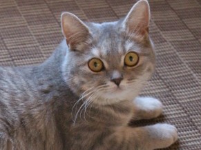 猫の腎臓病、早期発見が大切　 ７歳になったら定期検査を！