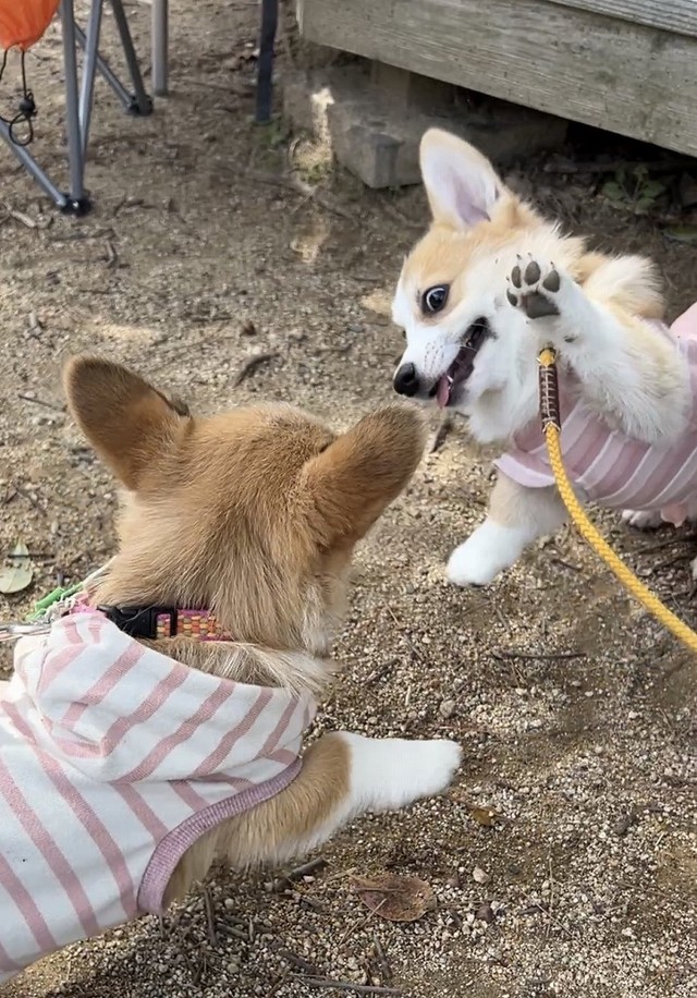 ケンカの仕方もカワイイですね～（画像提供：しっぽコーギーのまるころさん）