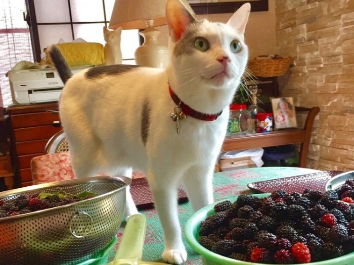 ブラックベリーがいっぱい！ジャムを作るの？