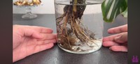 白い根が新たに育った水に適した根／「くまパン園芸 KOBI's Houseplants Life」（@kumapan）提供