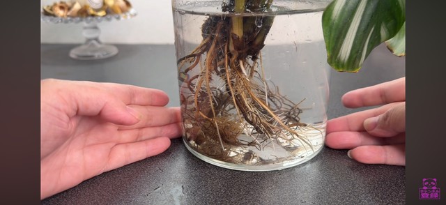 白い根が新たに育った水に適した根／「くまパン園芸 KOBI's Houseplants Life」（@kumapan）提供
