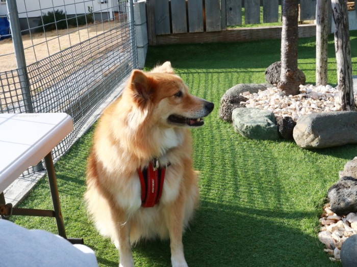 その輪に加わることができない福助