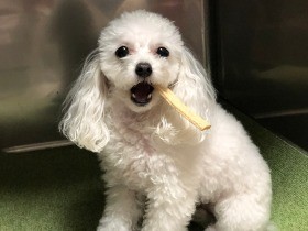 早朝に起きて吠える犬　夜眠る時間を遅くする工夫を