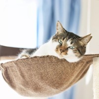 いつも仕事から帰るとハンモックの中で寝ぼけ眼で迎えてくれる