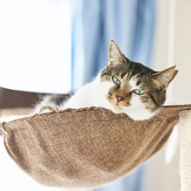 いつも仕事から帰るとハンモックの中で寝ぼけ眼で迎えてくれる