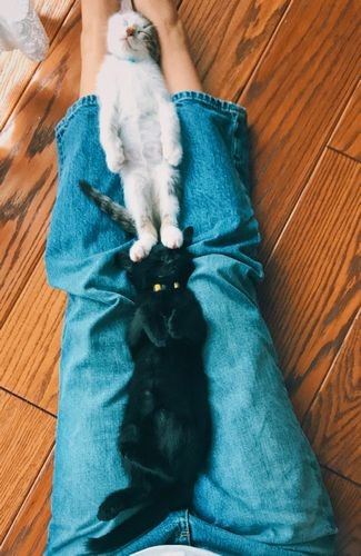 「連結へそ天」（へそ天にゃんこ/三笠書房）