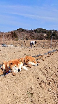 手前が「はっちゃく」くん、奥にいるのが「しんえもん」くん（画像提供：柴犬が作る幻の赤いキウイさん）