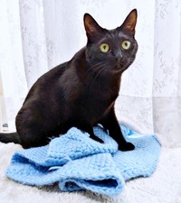 お気に入りの青い布の上にのってくつろぐクロちゃん（画像提供：ぺぺ太さん）