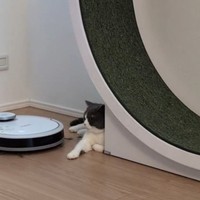 「ああ、またアイツがくるニャ…」（画像提供：コテツとまるさん、動画よりキャプチャ、画像を一部トリミング）