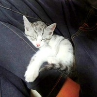 子猫時代、飼い主さんの足に抱きついて眠るミーコさん（画像提供：今日のミーコさん）