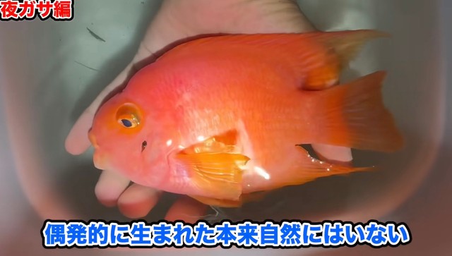 本来自然にいることはあり得ない魚／あらかわさん（@Arakawa455）提供
