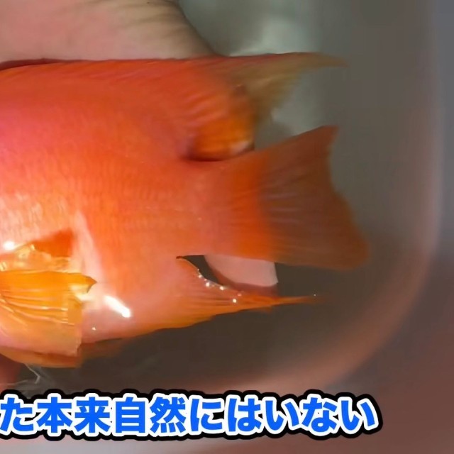 本来自然にいることはあり得ない魚／あらかわさん（@Arakawa455）提供