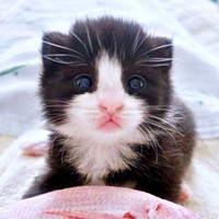 保護から数週間、ぱっちりと目が開いためいちゃん（画像提供：奈神さん）